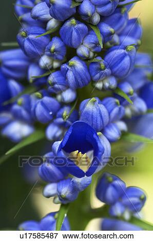 Flower View Large Photo Image Stock Photo - Flower. Fotosearch