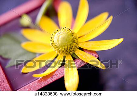 Stock Photo - Helianthus tuberosus. Fotosearch