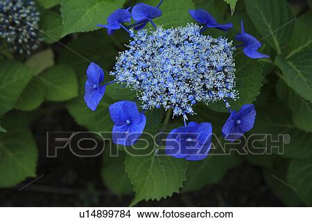 Picture - Hydrangea. Fotosearch