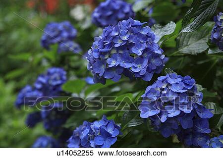 Hydrangea View Large Photo Image Stock Photography - Hydrangea. Fotosearch