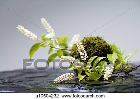 Itea virginica View Large Photo Image Stock Image - Itea virginica. Fotosearch
