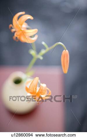 Picture - Lilium medeoloides. Fotosearch