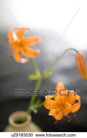 Stock Image - Lilium medeoloides. Fotosearch