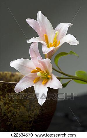 Lilium rubellum View Large Photo Image Stock Image - Lilium rubellum. Fotosearch