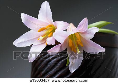 Lilium rubellum View Large Photo Image Stock Photo - Lilium rubellum. Fotosearch