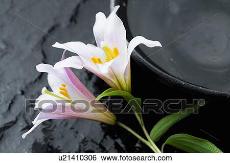 Stock Photograph - Lilium rubellum. Fotosearch