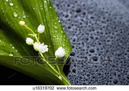 Lily of the valley View Large Photo Image Stock Image - Lily of the valley. Fotosearch