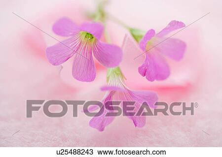 Stock Image - Oxalis. Fotosearch