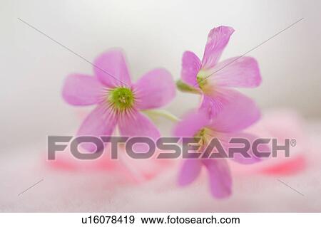 Oxalis View Large Photo Image Stock Photo - Oxalis. Fotosearch