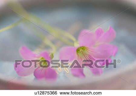 Stock Photograph - Oxalis. Fotosearch