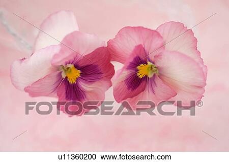 Stock Image - Pansy. Fotosearch