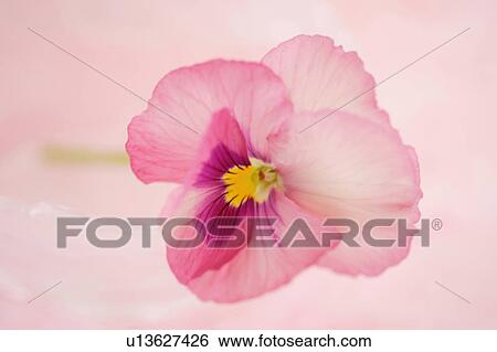 Stock Photograph - Pansy. Fotosearch