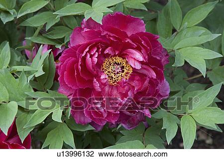 Peony View Large Photo Image Stock Image - Peony. Fotosearch