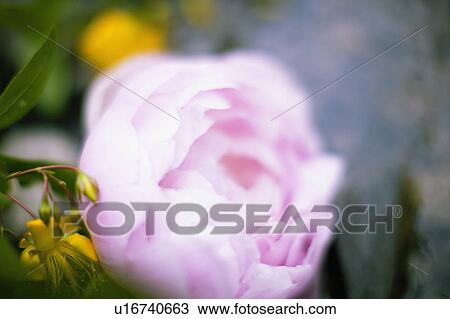 Stock Image - Peony. Fotosearch