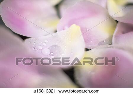 Peony View Large Photo Image Stock Image - Peony. Fotosearch