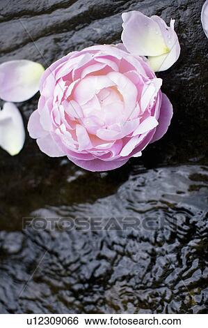 Stock Photograph - Peony. Fotosearch