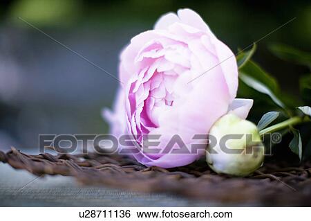 Stock Photograph - Peony. Fotosearch