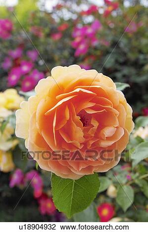Rose View Large Photo Image Stock Image - Rose. Fotosearch