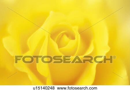 Rose View Large Photo Image Stock Photo - Rose. Fotosearch
