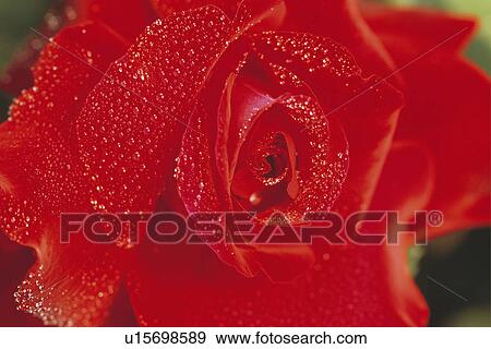 Stock Photo - Rose. Fotosearch