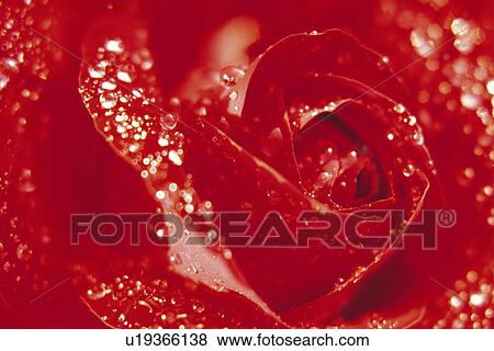 Stock Photo - Rose. Fotosearch