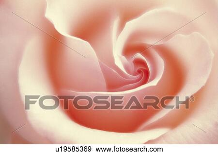 Stock Photo - Rose. Fotosearch