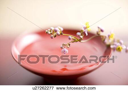 Thalictrum rochebrunianum View Large Photo Image Stock Photo - Thalictrum rochebrunianum. Fotosearch