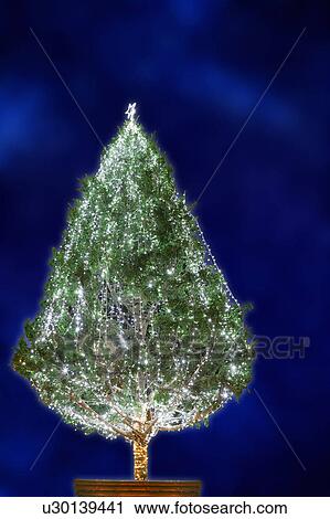Christmas tree View Large Photo Image Stock Image - Christmas tree. Fotosearch