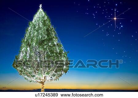 Stock Photo - Christmas tree. Fotosearch
