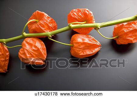 Stock Photo - Chinese lantern plant. Fotosearch