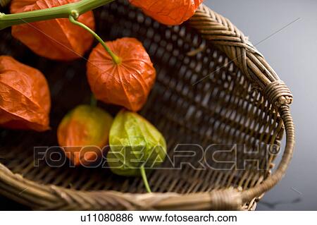 Stock Photograph - Chinese lantern plant. Fotosearch