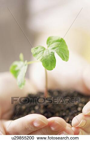 Stock Image - Cotyledons. Fotosearch