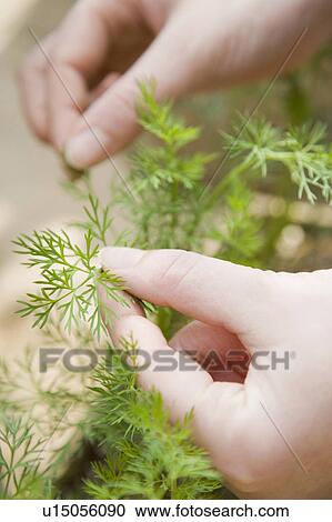 Herb View Large Photo Image Stock Image - Herb. Fotosearch