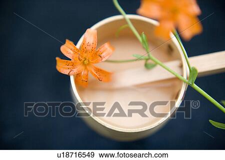 Stock Photo - Lilium medeoloides. Fotosearch