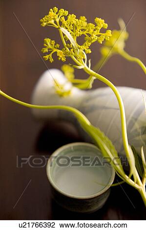 Patrinia scabiosaefolla View Large Photo Image Stock Image - Patrinia scabiosaefolla. Fotosearch