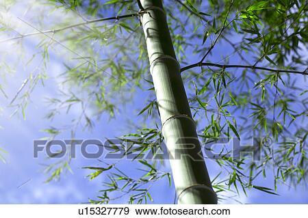 Stock Photo - Bamboo. Fotosearch