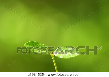 Picture - Cotyledons. Fotosearch