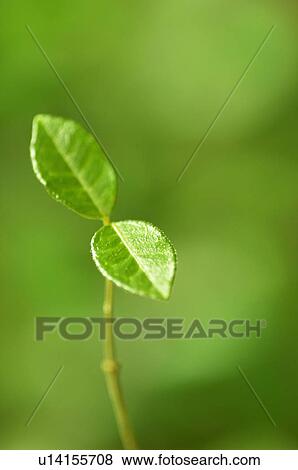 Stock Photo - Cotyledons. Fotosearch