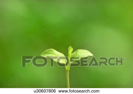 Stock Photograph - Cotyledons. Fotosearch