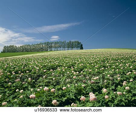 Flower of poteto View Large Photo Image Stock Image - Flower of poteto. Fotosearch