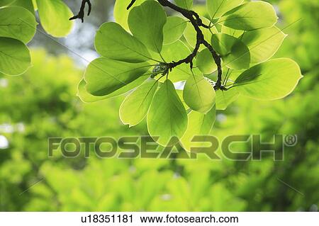 Fresh green View Large Photo Image Stock Image - Fresh green. Fotosearch