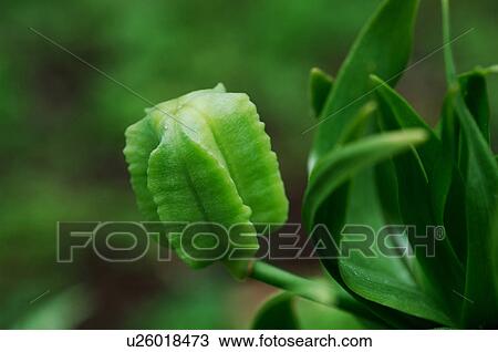 Fritillaria View Large Photo Image Stock Image - Fritillaria. Fotosearch
