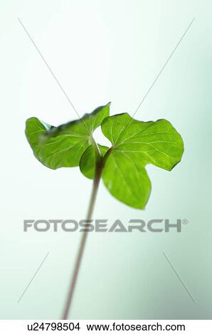 Picture - Morning-glory. Fotosearch