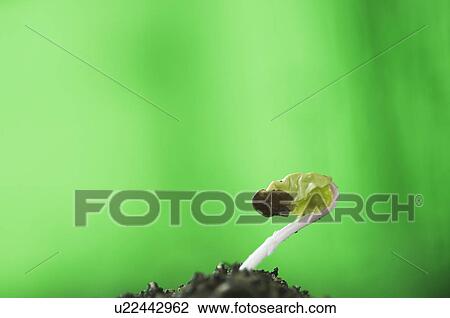 Stock Image - Morning-glory. Fotosearch
