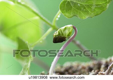 Stock Photo - Morning-glory. Fotosearch