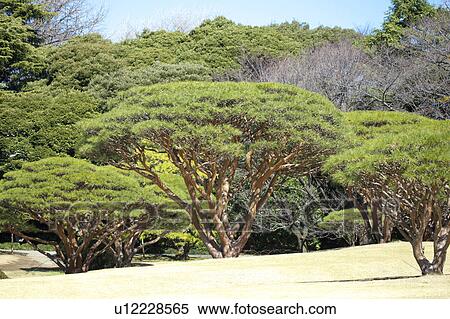 Stock Photography - Pine. Fotosearch