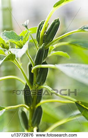 Sesame seeds View Large Photo Image Stock Photograph - Sesame seeds. Fotosearch