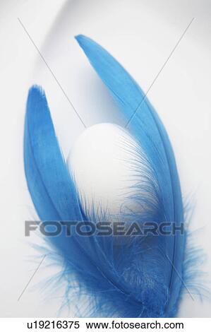Stock Photography - Feather and egg. Fotosearch