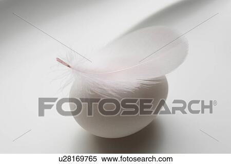 Feather and egg View Large Photo Image Stock Photography - Feather and egg. Fotosearch
