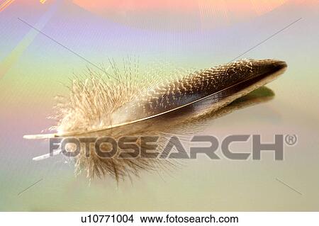 Picture - Feather. Fotosearch
